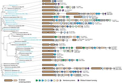 A Unique Gene Module in Thermococcales Archaea Centered on a Hypervariable Protein Containing Immunoglobulin Domains